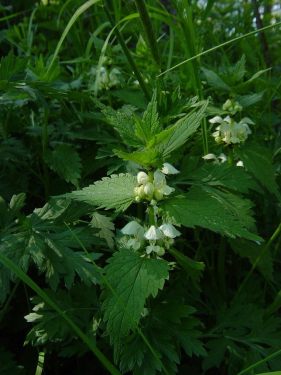 Lamium album